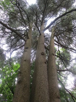L’albero più antico: un cedro del Libano fulminato e spaccato in quattro